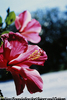 南洋の花ハイビスカス