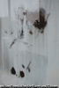 窓