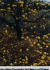 Frozen Apples, Tesuque, New Mexico, November 21, 1966