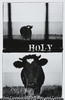 Holy Cow