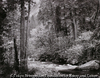 Tenaya Creek, Dogwood, Rain, Yosemite Valley, California