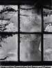 Nude behind Cobwebbed Window