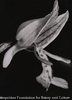 Orchis militaris, Helm-Knabenkraut