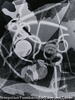 Schadographi 20