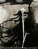 botanicus study 2, 1989
