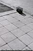 春の歩道