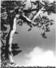 (松と雲)