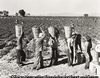 Pea pickers line up on the edge of field at weigh scale, Near Calipatria, Imperial County, California