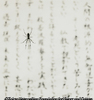 Spider and Sacred Text, Study 2, Gogurakuji, Shikoku, Japan