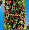 Vertical Horizon-Tokyo: Tropical Greenhouse, YUME NO SHIMA