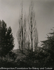 (Poplars, Lake George)