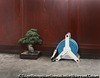 盆栽と水撒きホース