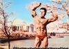 （裸体男性と桜）