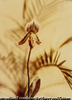 南の花