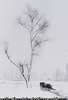 雪景