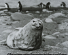 ウェッデルアザラシ、南極半島