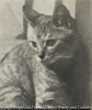 Hrogiel of cat