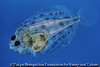 ヒラメの稚魚