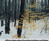 Beech Leaves and Tree Trunks in Snow, Adirondacks, New York, 1965
