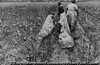 Picking Cotton, Pulaski County, Arkansas
