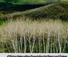 White Aspens and Hillside near Steamboat Springs, Colorado, May 8, 1975