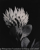 Protea