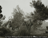 Broken Trees Next to Box Springs, Mountains, East of Riverside, California