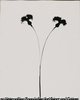 degradation (Split flower)