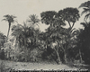 Bois de Pattiers et de Palmiers Doums