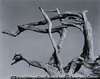 Uprooted Cypress, Point Lobos