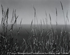 Grass Against Sea, Big Sur