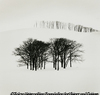 Hilltop Tree, Study 3, Teshikaga, Hokkaido, Japan