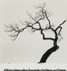 Kussharo Lake Tree, Study 1, Kotan, Hokkaido, Japan