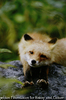 キタキツネ