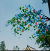 浅草