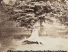 Beach Tree, Forest of Fontainebleau