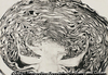 Bisected cabbage