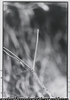 シャクトリ虫