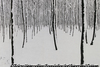 雪の雑木林