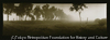 (View of Forest)