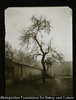 (Landscape with Old Trees)