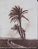Palm Tree near Valetta (Malta)