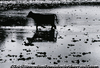 水中散歩