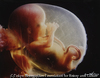 Three months, eight centimeters long, weighing 25 gram