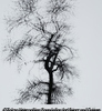 Multiple Exposure Tree, Chicago