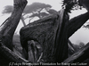 Cypress and Fog, Pebble Beach, California