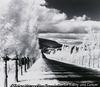 Road and Poplar Trees, New York