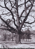 Un chêne - Bois de Boulogne