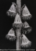Agrimonia eupatoria