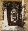 Avenue of Tree, 120 feet High and Temple of Hakone